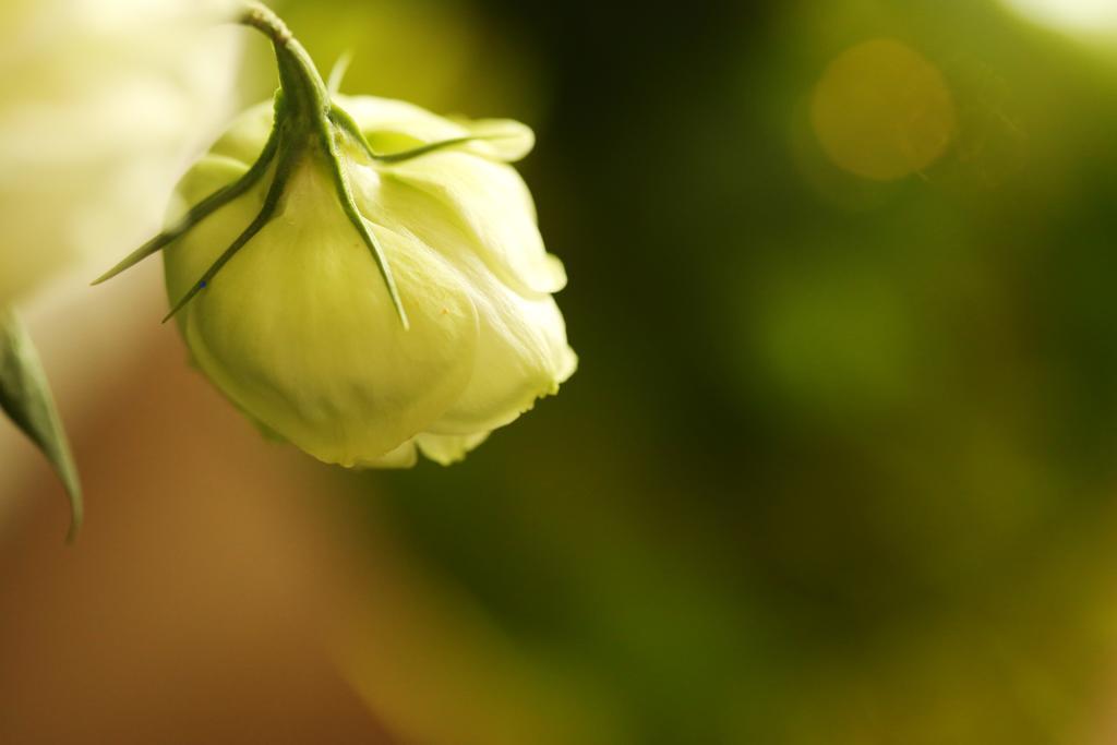 Blooming Lotus.Waterclouds.Χανγκζού Εξωτερικό φωτογραφία