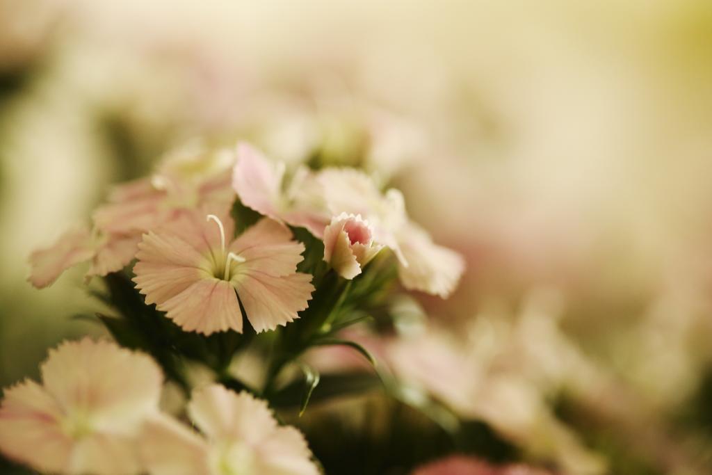 Blooming Lotus.Waterclouds.Χανγκζού Εξωτερικό φωτογραφία